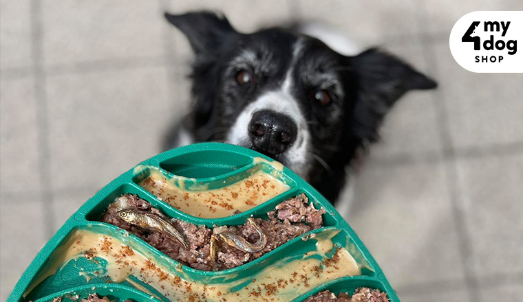 Add a New Color to Your Pet's Feeding Routine!